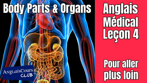 Notion 3 – Pour aller plus loin – Body Parts And Organs